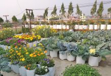 कौसीमा बर्खाअघि नै तयार हुने तरकारी लगाउने सिजन सुरु