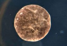 वैज्ञानिकले भ्यागुतोबाट बनाए नयाँ रोबोट