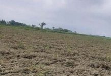 खेतमा बाढी पस्दा सयौँ बिगाहा धानबाली नष्ट