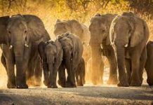 १ सय हात्तीको अडिशन मात्र एउटा फिल्ममा elephant