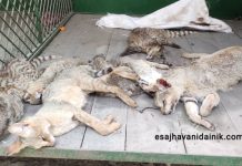 वन(ढाडे) विरालो मारेको अभियोगमा ५ जना पक्राउ