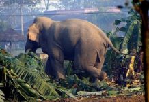 महोत्तरीःहात्तीले पाँच घर भत्कायोहात्तीले पाँच घर भत्कायो