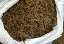 सप्तरीमा २५ किलो गाँजा बरामद